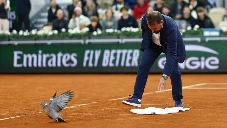 Trọng tài Roland Garros gây sốt vì giải cứu chim bồ câu lao xuống sân