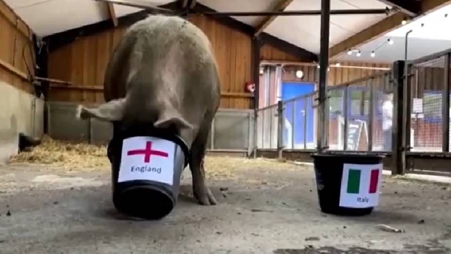 Lợn ngoại cảm dự đoán ĐT Anh đánh bại Italia tại chung kết EURO 2021