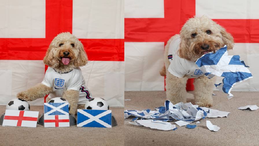 Chú chó thiên tài dự đoán kết quả trận Anh vs Scotland