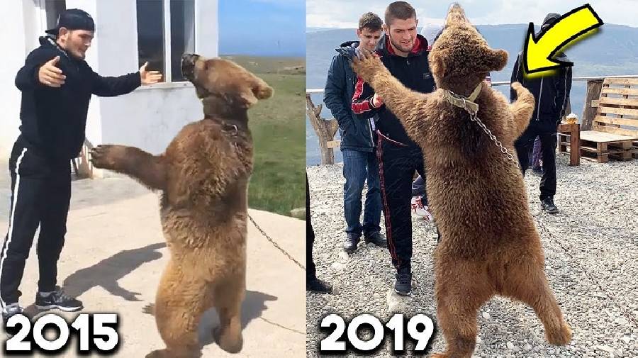 Vì sao Khabib Nurmagomedov ngày nhỏ đã phải đấu vật với gấu?