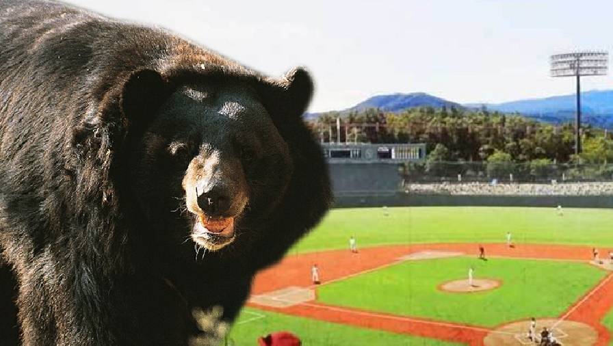 Gấu đen khổng lồ kiếm mồi gần địa điểm thi đấu, BTC Olympic Tokyo 2021 tá hoả