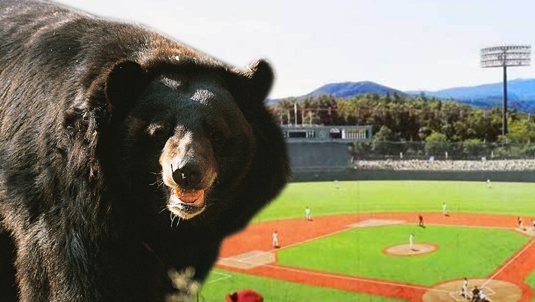 Gấu đen khổng lồ săn mồi gần địa điểm thi đấu, BTC Olympic Tokyo 2021 tá hoả - Ảnh 1