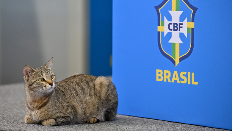 Vinicius bật cười vì… mèo tham dự buổi họp báo trước trận Croatia vs Brazil - Ảnh 1